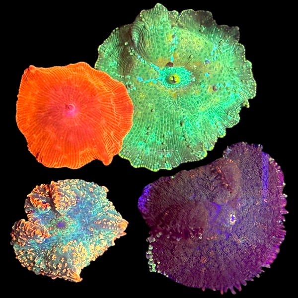 Mushrooms Pack 1