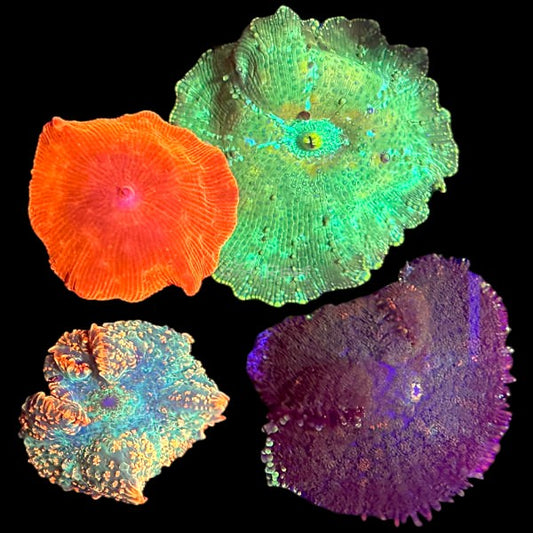 Mushrooms Pack 1