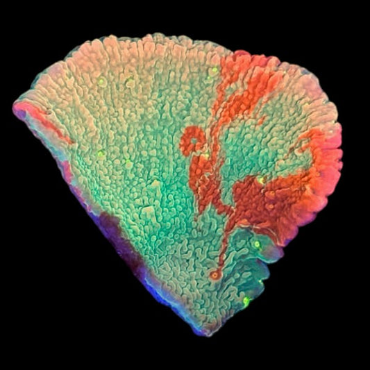 JF Grafted Sun Monti - WYSIWYG B