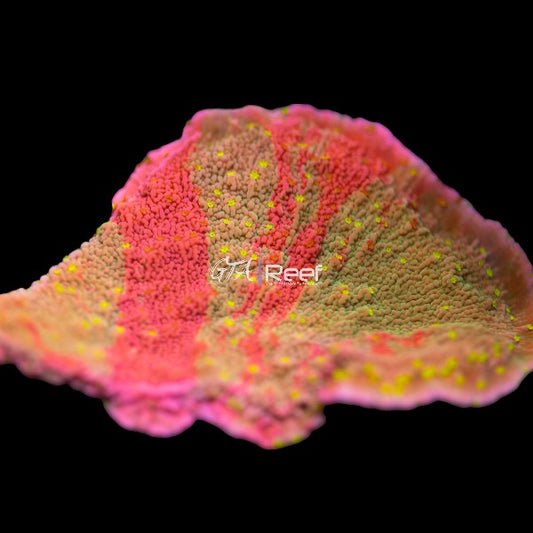 JF Grafted Sun  Montipora WYSIWYG C