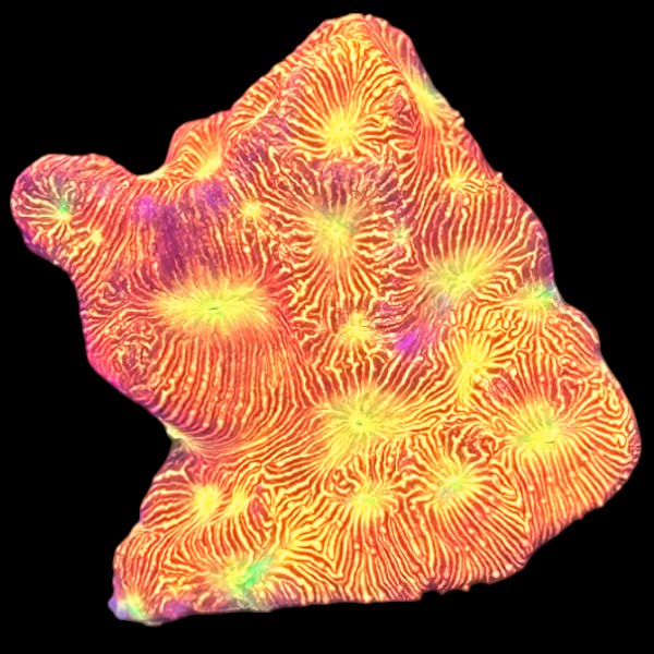 WYSIWYG Jack-o-Lantern Leptoseris coral frag with vibrant orange base and neon green mouths.