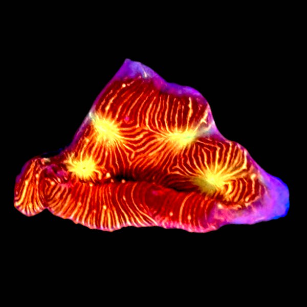 Jack-o-Lantern Leptoseris - WYSIWYG A