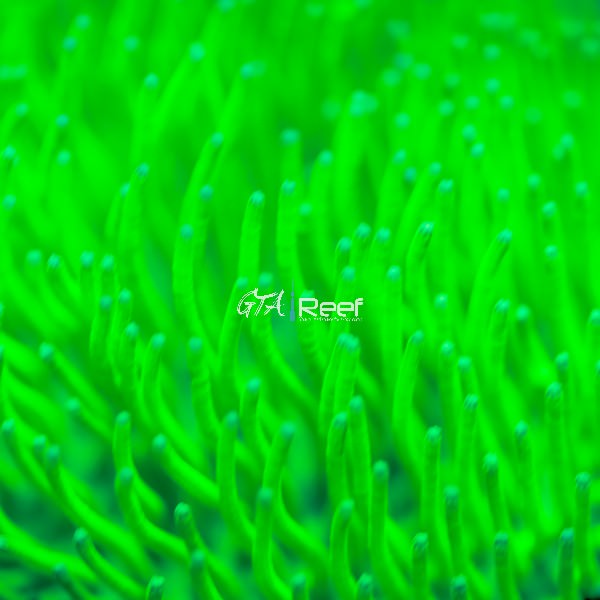 Japanese Neon Green Toadstool (Rare)