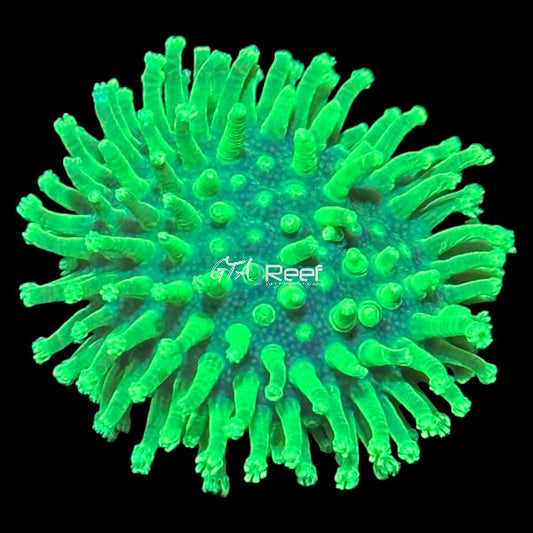 Japanese toadstool - Long tentacles - WYSIWYG