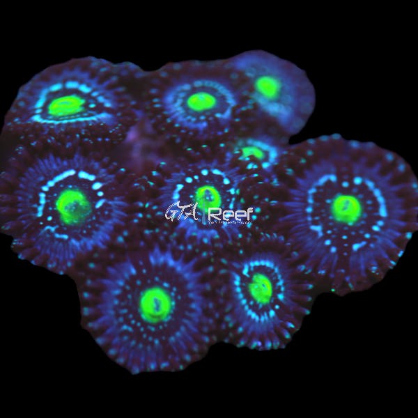 Laguna Blue Zoanthids coral frag with vibrant blue polyps