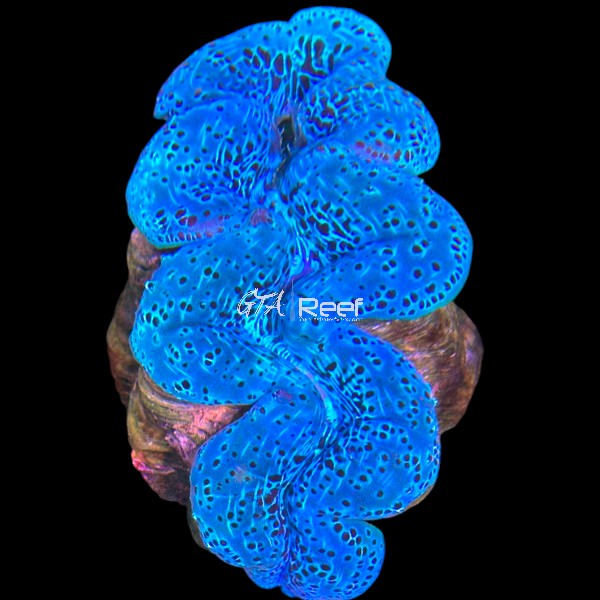 Electric blue and gold Maxima Clam for reef aquariums