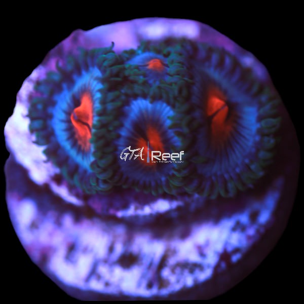 Miami Vice Zoanthids coral frag with vibrant multicolour polyps