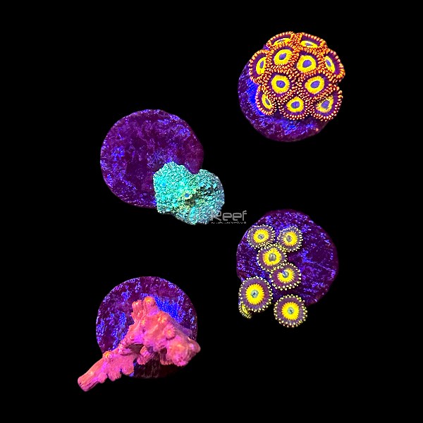 Soft Corals for Sale – Leathers, Mushrooms & More | GTA Reef – GTA