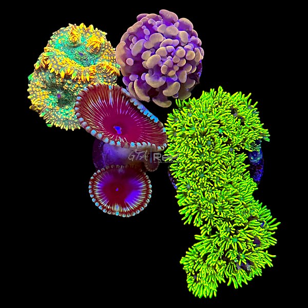 Soft Corals for Sale – Leathers, Mushrooms & More | GTA Reef – GTA