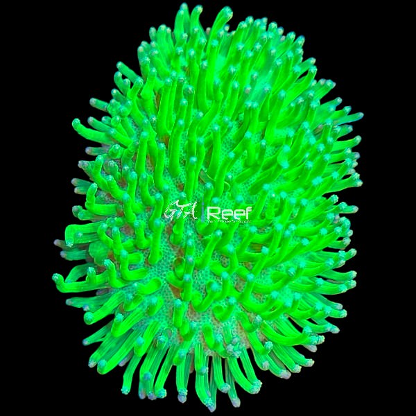 Japanese Neon Green Toadstool Coral frag
