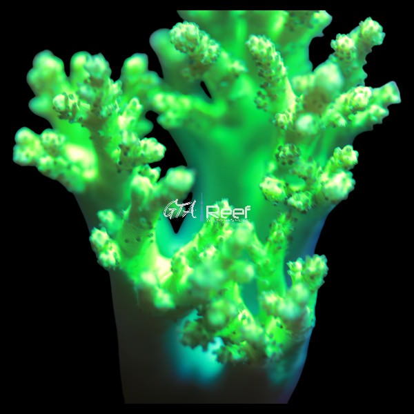 Neon Green Nepthea | Hardy Soft Coral for Reef Tanks – GTA Reef Inc.