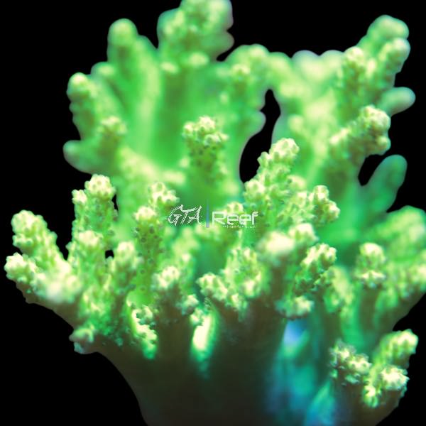 Neon Green Nepthea XLarge (RARE) - WYSIWYG