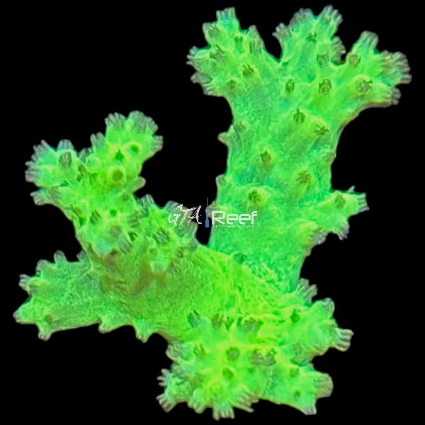 Neon Green Nepthea (RARE) - WYSIWYG