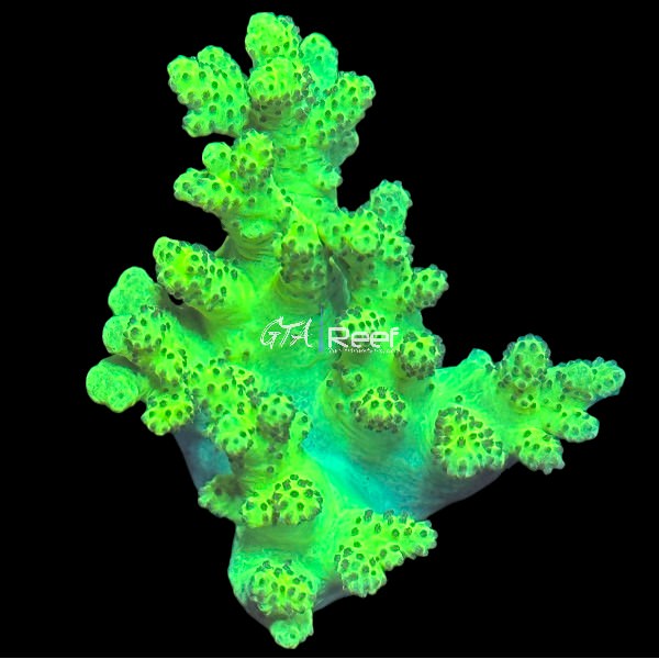 Neon Green Nepthea (RARE) 2 - WYSIWYG