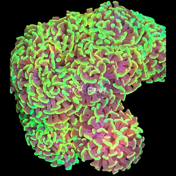 Neon Hammer Coral frag with glowing green tentacles – GTA Reef Canada