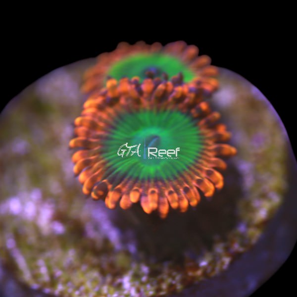 Oompa Loompa Zoanthids