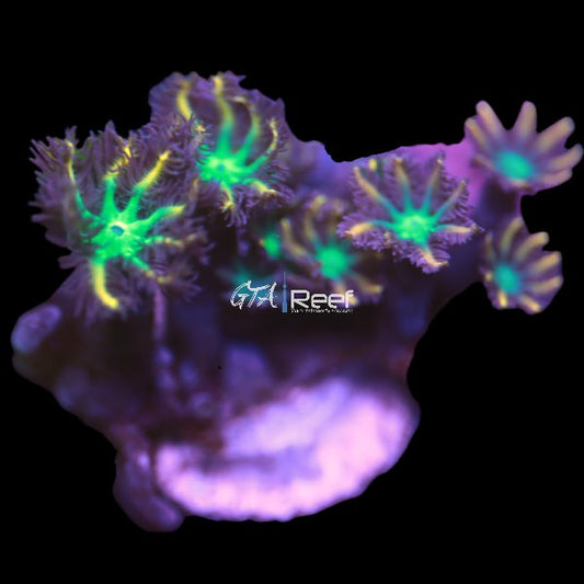 Orange Clove Polyps B - WYSIWYG