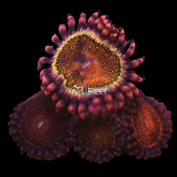 Orange Death Stars Zoanthids coral frag with vivid orange centres