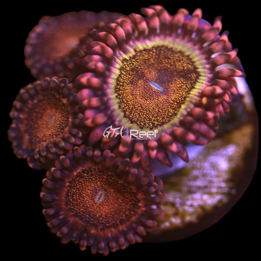 Orange Death Stars Zoanthids
