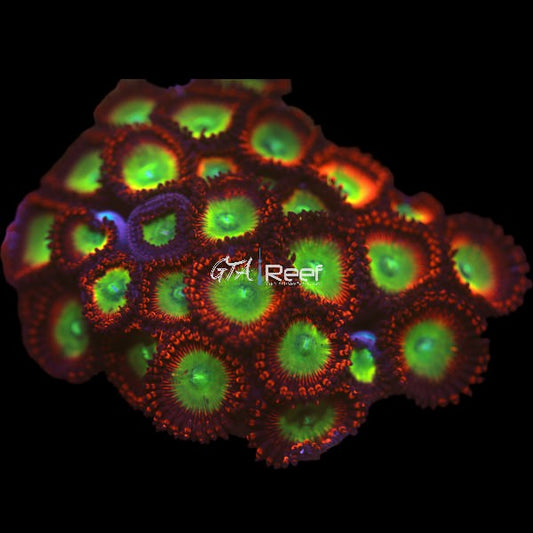 Orange Green Eye Monster Zoanthids