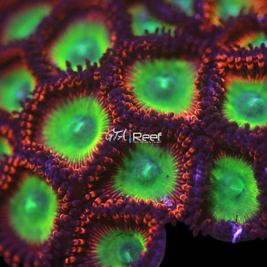 Orange Green Eye Monster Zoanthids