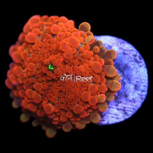 Orange Yuma B - WYSIWYG