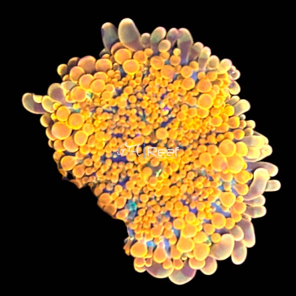 Orange Yuma at GTA Reef