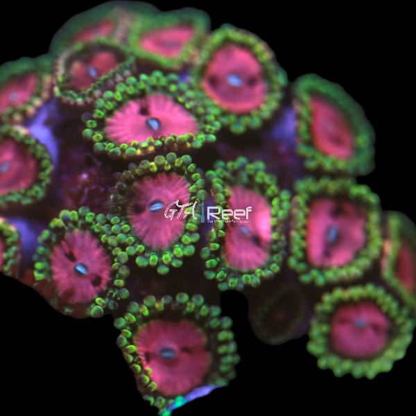 Pink Diamond Zoanthids