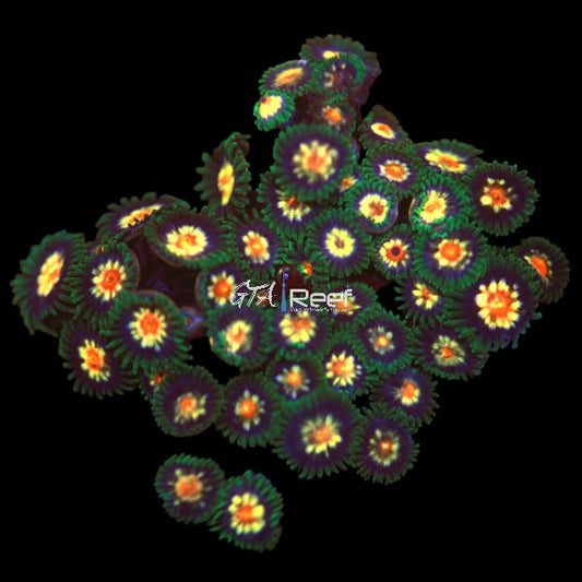 Pinwheel Zoanthids mini Colony