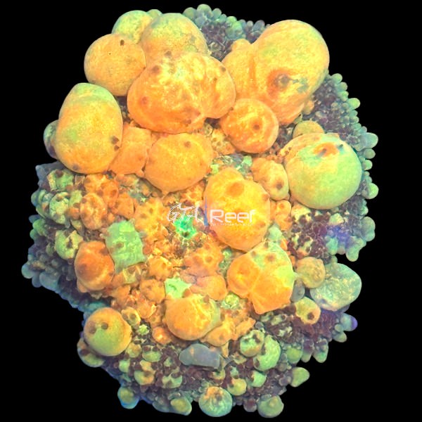 Powerball Bounce Mushroom Large at GTA Reef