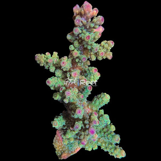 RR Barney SPS coral frag with vivid purple and neon tips – GTA Reef Canada