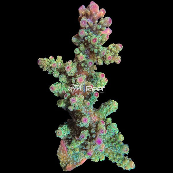 RR Barney SPS coral frag with vivid purple and neon tips – GTA Reef Canada