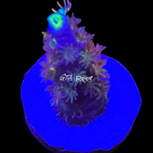 RR Mystique SPS - WYSIWYG