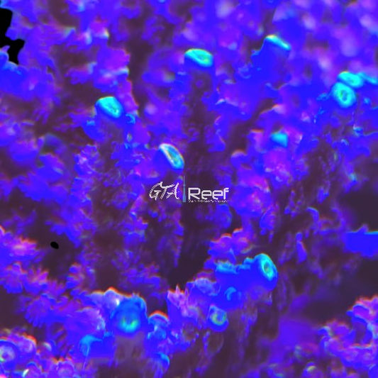 RR Mystique SPS - WYSIWYG