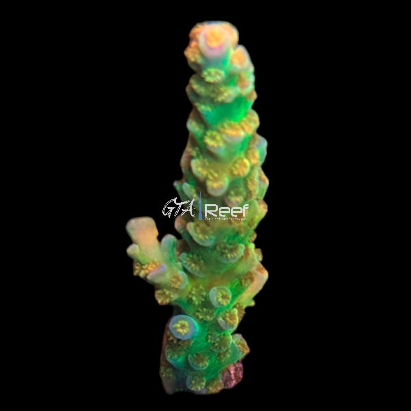 RR Orange Passion 2.5" Large - WYSIWYG