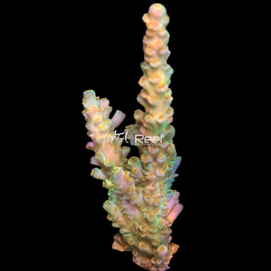 RR Orange Passion 3" Large - WYSIWYG