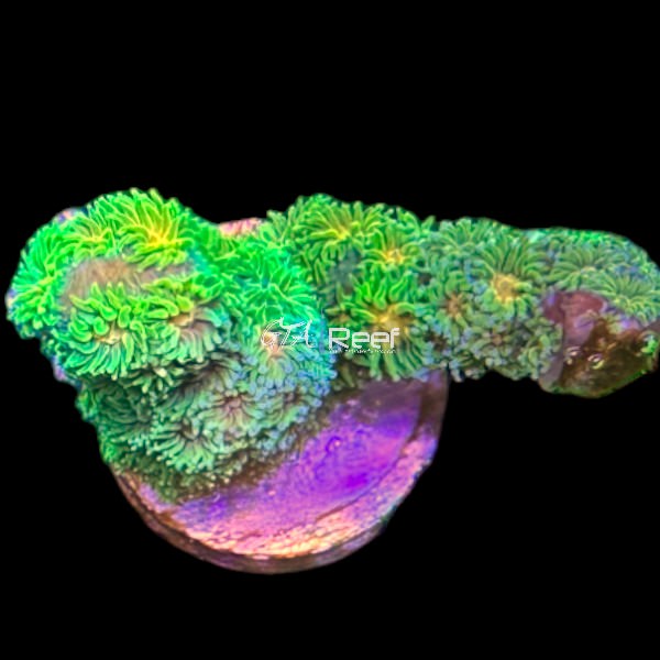 RR Polkaroo Leptastrea coral frag
