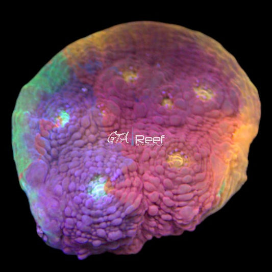 RR Rainbow Dynamite Chalice coral frag showing rainbow hues of red, green, and purple at GTA Reef Toronto