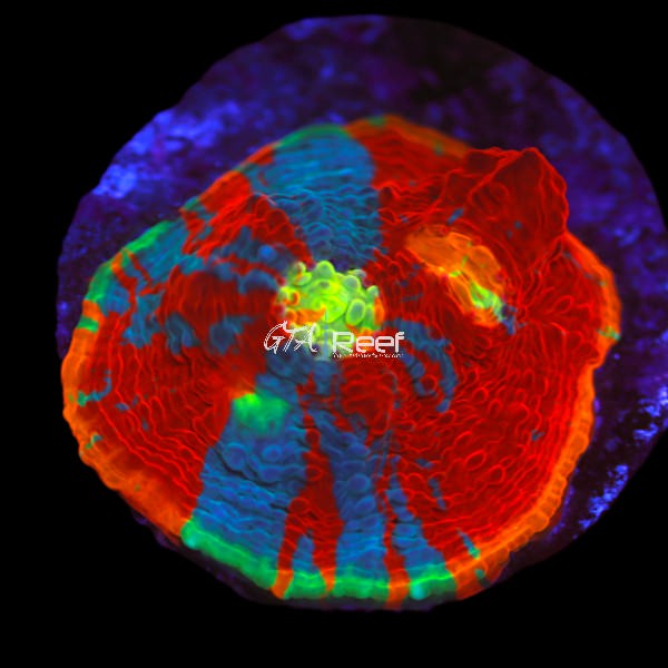 Rainbow Dynamite Chalice LPS B - WYSIWYG