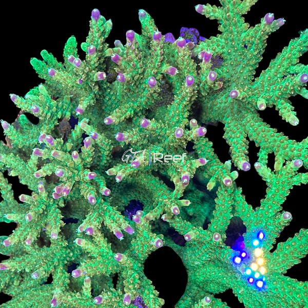 Premium Acropora frag – Rainbow Loom SPS coral for sale in Canada
