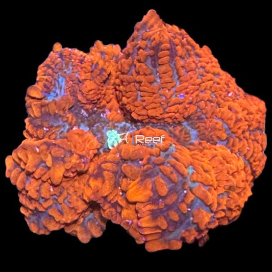 Red Rhodactis Mushroom at GTA Reef