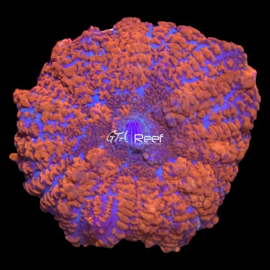 Red Rhodactis at GTA Reef