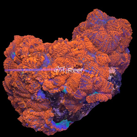 Red Rhodactis Colony at GTA Reef