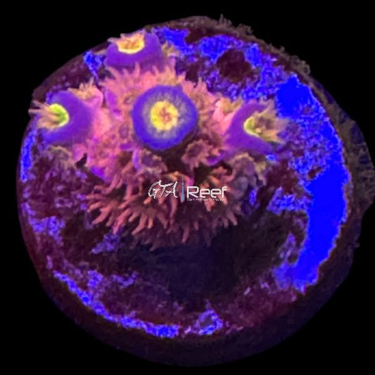 SKA Jackpot Acropora - WYSIWYG