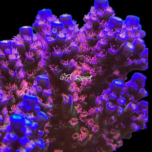 SKA Jackpot Acropora - WYSIWYG