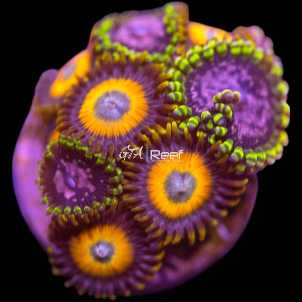 Scrambled Eggs and Purple Monster Zoanthids Mix
