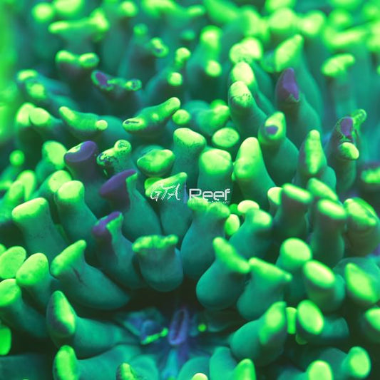 Splatter Hammer mini colony - WYSIWYG