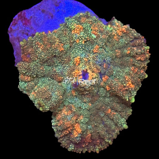 Starfire Rhodactis 1 - WYSIWYG