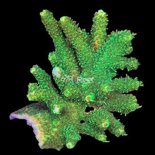 Sunset Millipora Acropora millepora coral frag