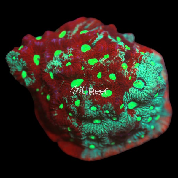 Superman War Coral LPS coral with red polyps and green base